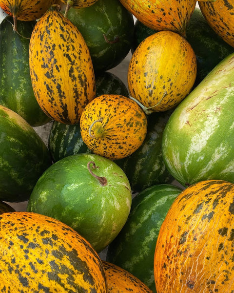 · GLACE FRAÎCHEUR ·