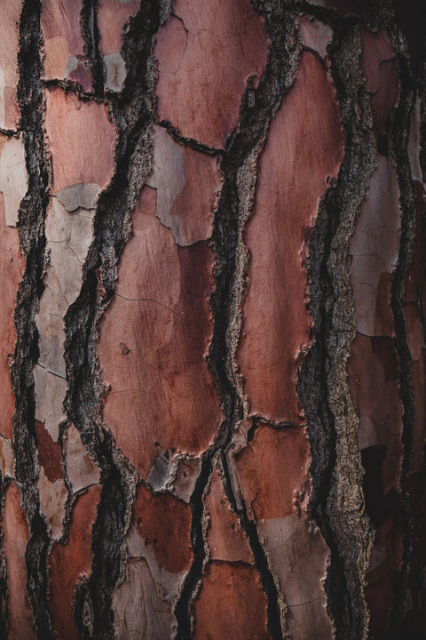 UNE JOURNÉE EN FORÊT DE FONTAINEBLEAU