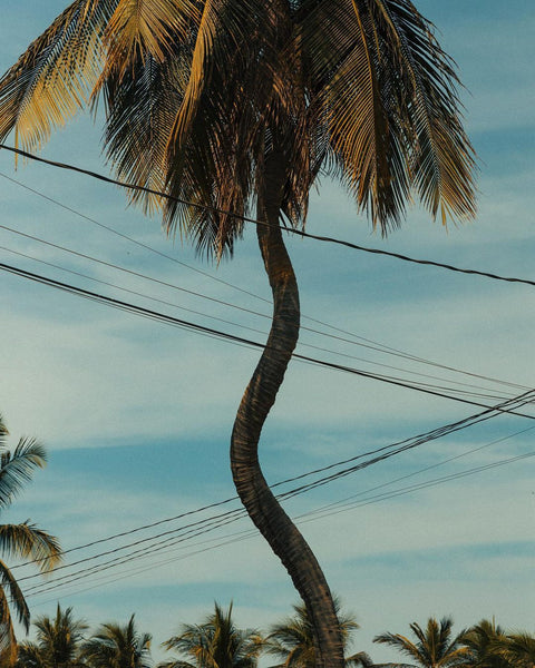 papier voyage exotisme palmier soleil 