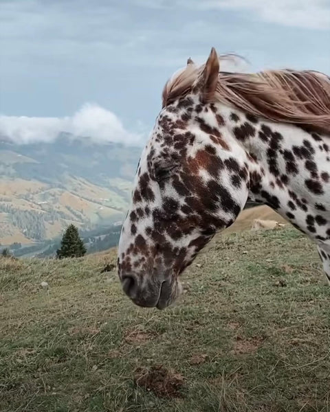 • HORSES •